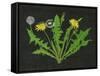 Wild Dandelion I-Melissa Wang-Framed Stretched Canvas