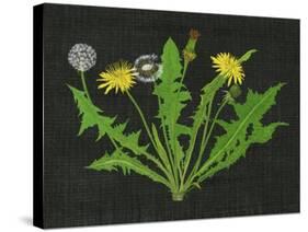 Wild Dandelion I-Melissa Wang-Stretched Canvas