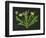 Wild Dandelion I-Melissa Wang-Framed Art Print