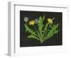 Wild Dandelion I-Melissa Wang-Framed Art Print