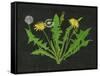 Wild Dandelion I-Melissa Wang-Framed Stretched Canvas