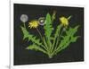 Wild Dandelion I-Melissa Wang-Framed Art Print