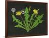 Wild Dandelion I-Melissa Wang-Framed Art Print