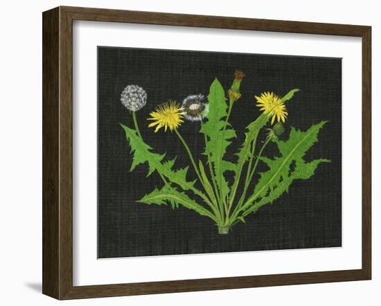 Wild Dandelion I-Melissa Wang-Framed Art Print