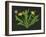 Wild Dandelion I-Melissa Wang-Framed Art Print