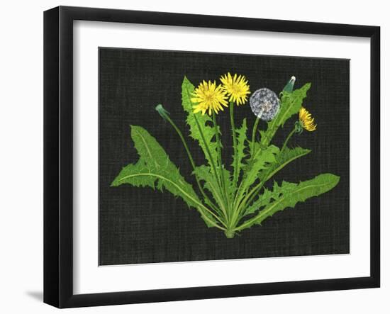 Wild Dandelion II-Melissa Wang-Framed Art Print