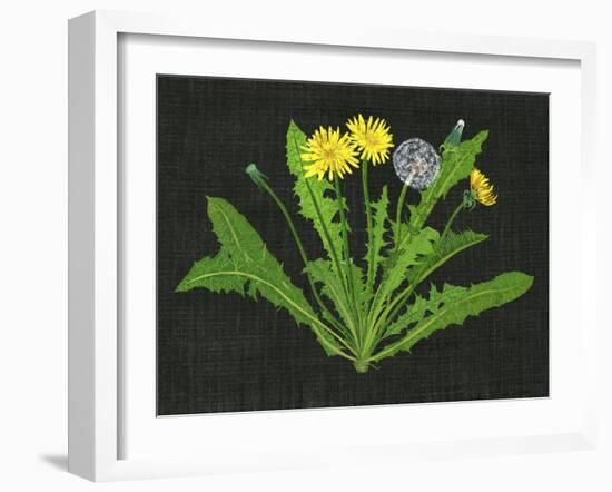 Wild Dandelion II-Melissa Wang-Framed Art Print