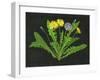 Wild Dandelion II-Melissa Wang-Framed Art Print