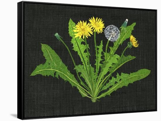 Wild Dandelion II-Melissa Wang-Framed Stretched Canvas