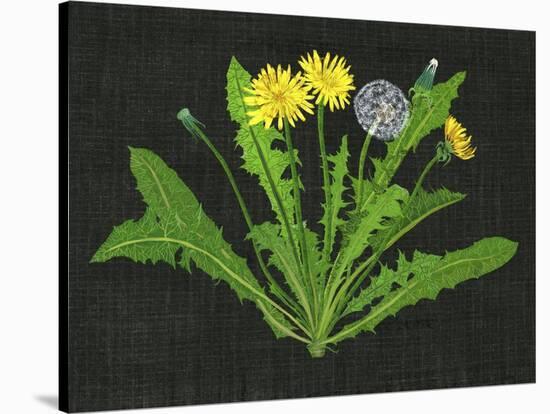 Wild Dandelion II-Melissa Wang-Stretched Canvas