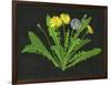 Wild Dandelion II-Melissa Wang-Framed Art Print