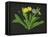 Wild Dandelion II-Melissa Wang-Framed Stretched Canvas