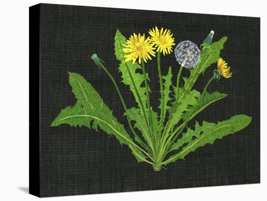 Wild Dandelion II-Melissa Wang-Stretched Canvas