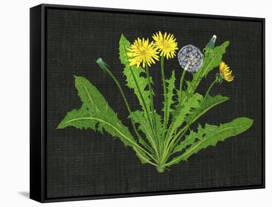 Wild Dandelion II-Melissa Wang-Framed Stretched Canvas