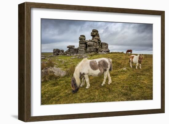 Wild Dartmoor ponies at Staple Tor near Merrivale, Dartmoor National Park, Devon, England-Stuart Black-Framed Photographic Print