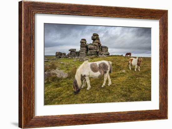 Wild Dartmoor ponies at Staple Tor near Merrivale, Dartmoor National Park, Devon, England-Stuart Black-Framed Photographic Print