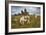 Wild Dartmoor ponies at Staple Tor near Merrivale, Dartmoor National Park, Devon, England-Stuart Black-Framed Photographic Print