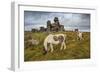 Wild Dartmoor ponies at Staple Tor near Merrivale, Dartmoor National Park, Devon, England-Stuart Black-Framed Photographic Print