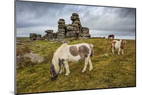 Wild Dartmoor ponies at Staple Tor near Merrivale, Dartmoor National Park, Devon, England-Stuart Black-Mounted Photographic Print