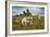 Wild Dartmoor ponies at Staple Tor near Merrivale, Dartmoor National Park, Devon, England-Stuart Black-Framed Photographic Print