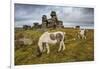 Wild Dartmoor ponies at Staple Tor near Merrivale, Dartmoor National Park, Devon, England-Stuart Black-Framed Photographic Print