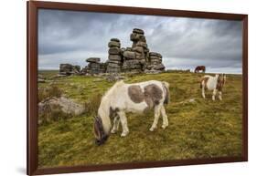 Wild Dartmoor ponies at Staple Tor near Merrivale, Dartmoor National Park, Devon, England-Stuart Black-Framed Photographic Print