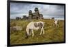 Wild Dartmoor ponies at Staple Tor near Merrivale, Dartmoor National Park, Devon, England-Stuart Black-Framed Photographic Print