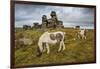 Wild Dartmoor ponies at Staple Tor near Merrivale, Dartmoor National Park, Devon, England-Stuart Black-Framed Premium Photographic Print