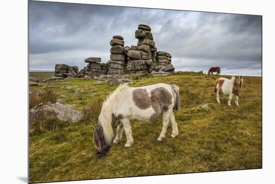 Wild Dartmoor ponies at Staple Tor near Merrivale, Dartmoor National Park, Devon, England-Stuart Black-Mounted Premium Photographic Print