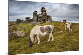 Wild Dartmoor ponies at Staple Tor near Merrivale, Dartmoor National Park, Devon, England-Stuart Black-Mounted Premium Photographic Print
