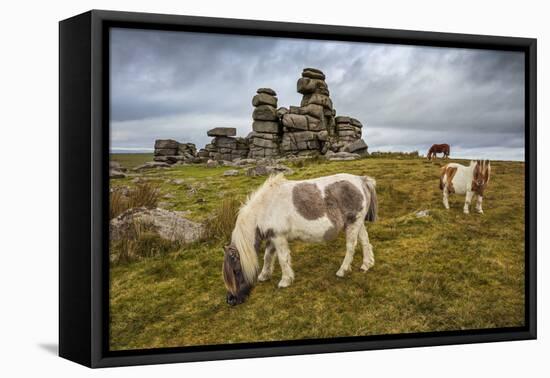 Wild Dartmoor ponies at Staple Tor near Merrivale, Dartmoor National Park, Devon, England-Stuart Black-Framed Stretched Canvas