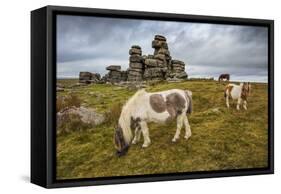 Wild Dartmoor ponies at Staple Tor near Merrivale, Dartmoor National Park, Devon, England-Stuart Black-Framed Stretched Canvas