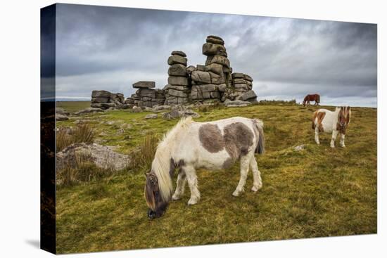 Wild Dartmoor ponies at Staple Tor near Merrivale, Dartmoor National Park, Devon, England-Stuart Black-Stretched Canvas