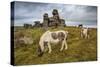 Wild Dartmoor ponies at Staple Tor near Merrivale, Dartmoor National Park, Devon, England-Stuart Black-Stretched Canvas