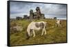 Wild Dartmoor ponies at Staple Tor near Merrivale, Dartmoor National Park, Devon, England-Stuart Black-Framed Stretched Canvas