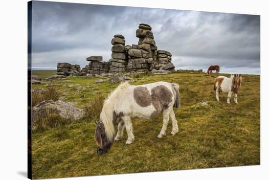 Wild Dartmoor ponies at Staple Tor near Merrivale, Dartmoor National Park, Devon, England-Stuart Black-Stretched Canvas