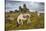 Wild Dartmoor ponies at Staple Tor near Merrivale, Dartmoor National Park, Devon, England-Stuart Black-Stretched Canvas