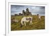 Wild Dartmoor ponies at Staple Tor near Merrivale, Dartmoor National Park, Devon, England-Stuart Black-Framed Photographic Print