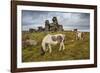 Wild Dartmoor ponies at Staple Tor near Merrivale, Dartmoor National Park, Devon, England-Stuart Black-Framed Photographic Print