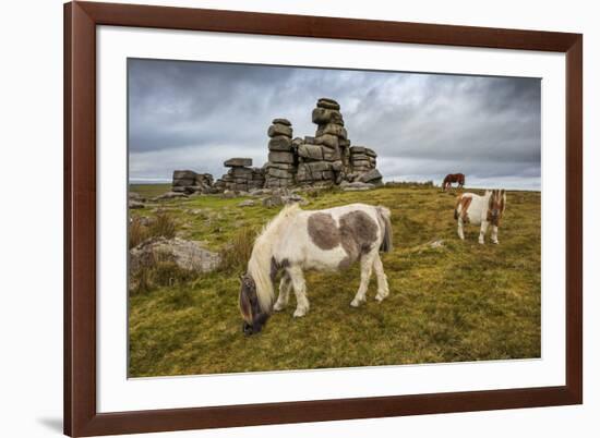 Wild Dartmoor ponies at Staple Tor near Merrivale, Dartmoor National Park, Devon, England-Stuart Black-Framed Photographic Print