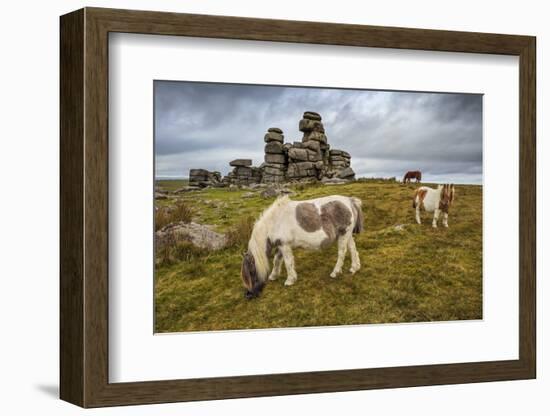 Wild Dartmoor ponies at Staple Tor near Merrivale, Dartmoor National Park, Devon, England-Stuart Black-Framed Photographic Print