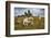 Wild Dartmoor ponies at Staple Tor near Merrivale, Dartmoor National Park, Devon, England-Stuart Black-Framed Photographic Print