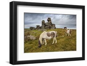 Wild Dartmoor ponies at Staple Tor near Merrivale, Dartmoor National Park, Devon, England-Stuart Black-Framed Photographic Print