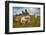 Wild Dartmoor ponies at Staple Tor near Merrivale, Dartmoor National Park, Devon, England-Stuart Black-Framed Photographic Print