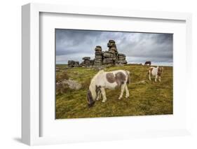 Wild Dartmoor ponies at Staple Tor near Merrivale, Dartmoor National Park, Devon, England-Stuart Black-Framed Photographic Print