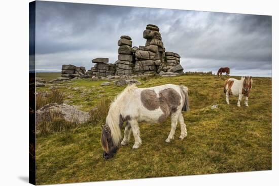 Wild Dartmoor ponies at Staple Tor near Merrivale, Dartmoor National Park, Devon, England-Stuart Black-Stretched Canvas