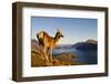 Wild Deer on a Mountain Looking over Lake and Mountain Range, New Zealand-Rawpixel-Framed Photographic Print