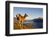 Wild Deer on a Mountain Looking over Lake and Mountain Range, New Zealand-Rawpixel-Framed Photographic Print