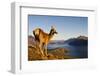 Wild Deer on a Mountain Looking over Lake and Mountain Range, New Zealand-Rawpixel-Framed Photographic Print