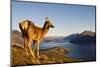 Wild Deer on a Mountain Looking over Lake and Mountain Range, New Zealand-Rawpixel-Mounted Photographic Print